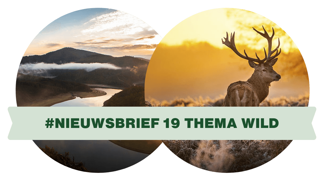 Een prachtig hert in een herfstig bos, gefotografeerd in een rustig moment. De afbeelding illustreert een nieuwsbrief over duurzaam wildvlees, waarbij het natuu